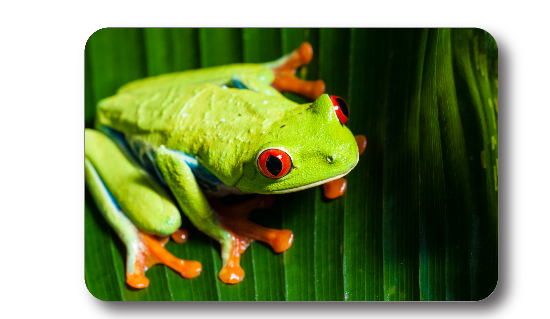 Digitally Printed Frog